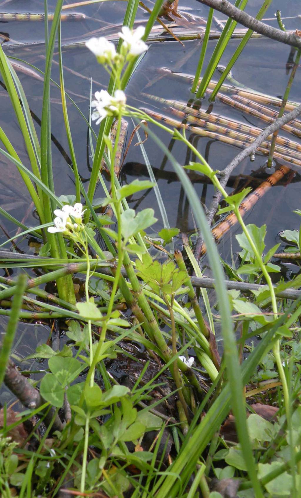Cardamine amara (Brassicaceae)