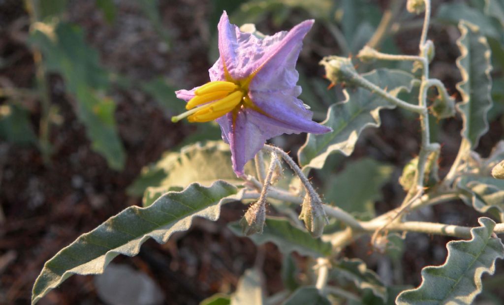 Solanum elaeagnifolium  / Morella a foglie d''Eleagno