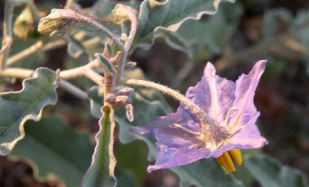 Solanum elaeagnifolium  / Morella a foglie d''Eleagno