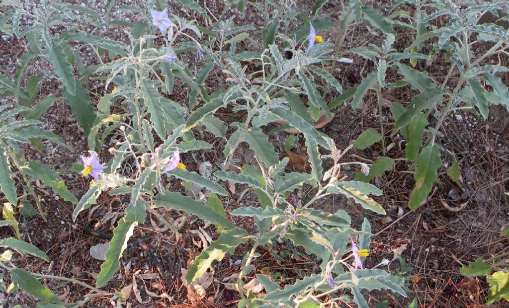 Solanum elaeagnifolium  / Morella a foglie d''Eleagno
