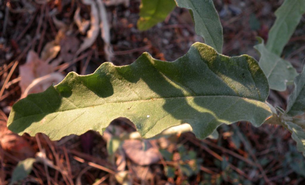 Solanum elaeagnifolium  / Morella a foglie d''Eleagno