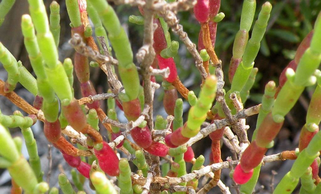 Da Porquerolles: Salicornia (in senso lato)