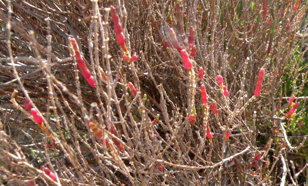Da Porquerolles: Salicornia (in senso lato)