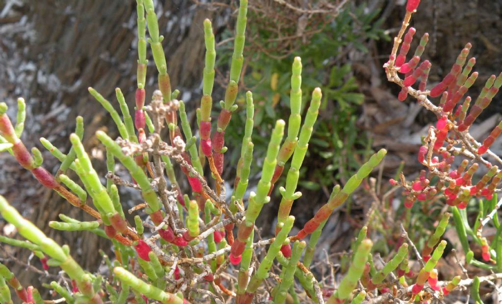 Da Porquerolles: Salicornia (in senso lato)