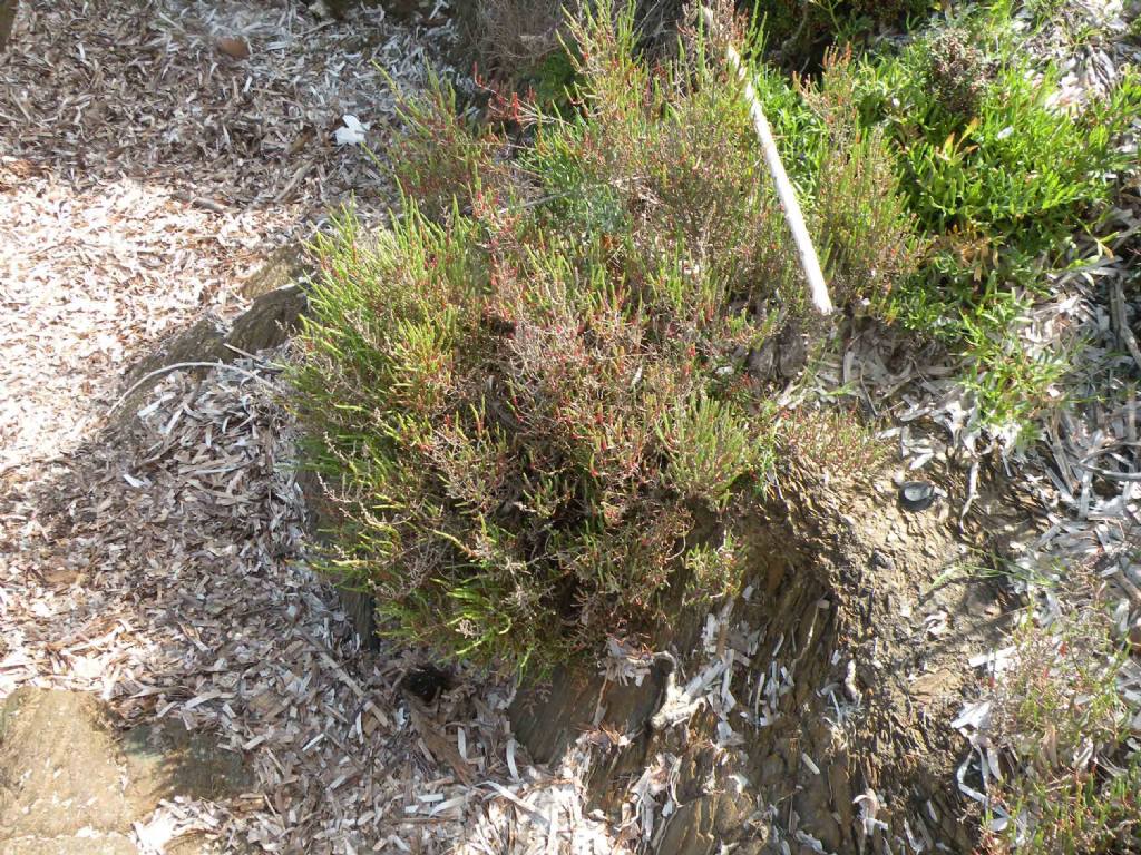 Da Porquerolles: Salicornia (in senso lato)