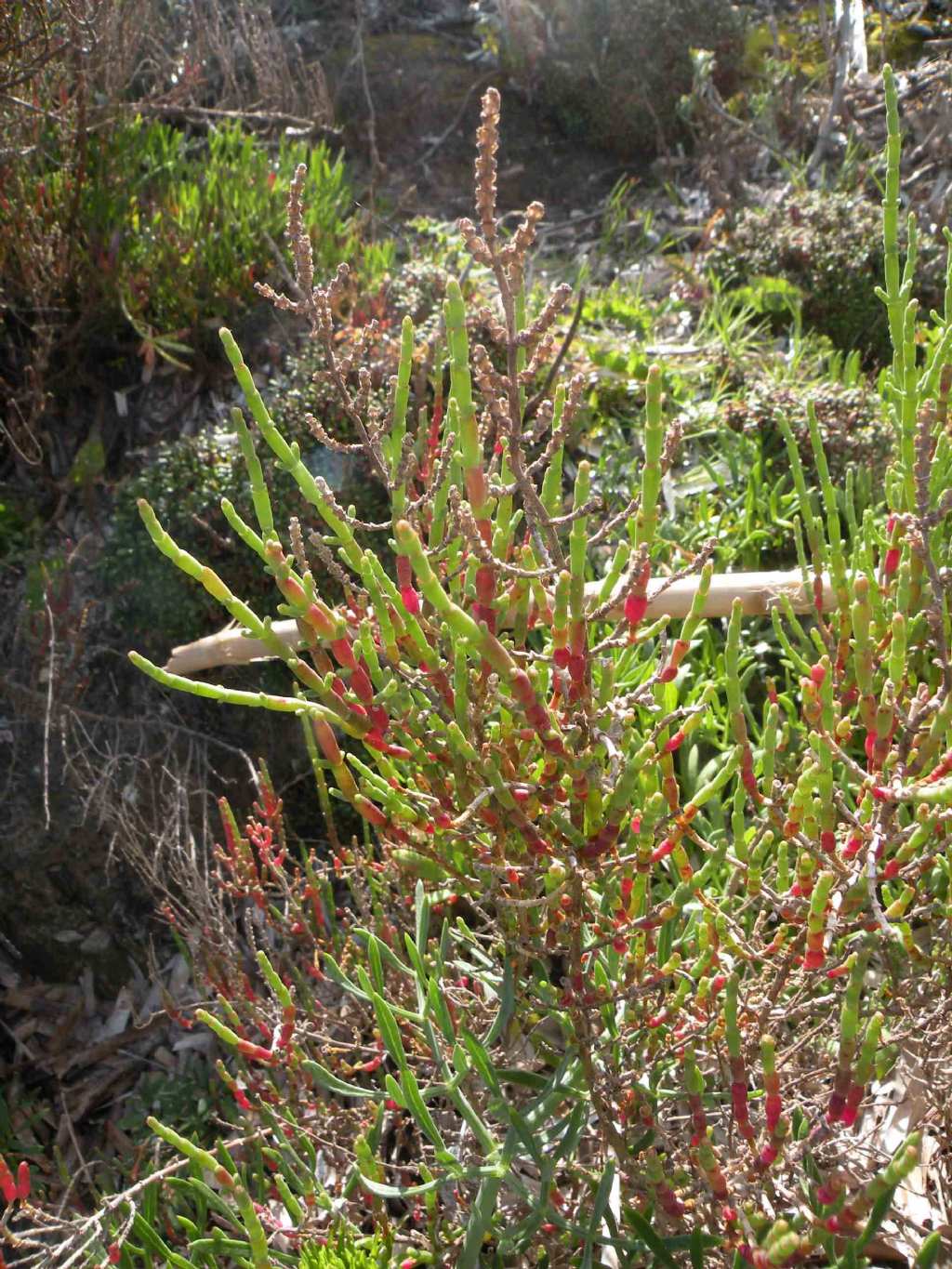 Da Porquerolles: Salicornia (in senso lato)
