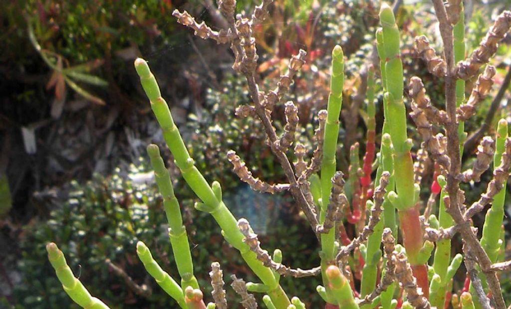 Da Porquerolles: Salicornia (in senso lato)