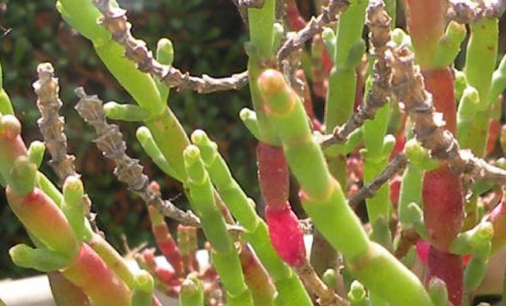 Da Porquerolles: Salicornia (in senso lato)