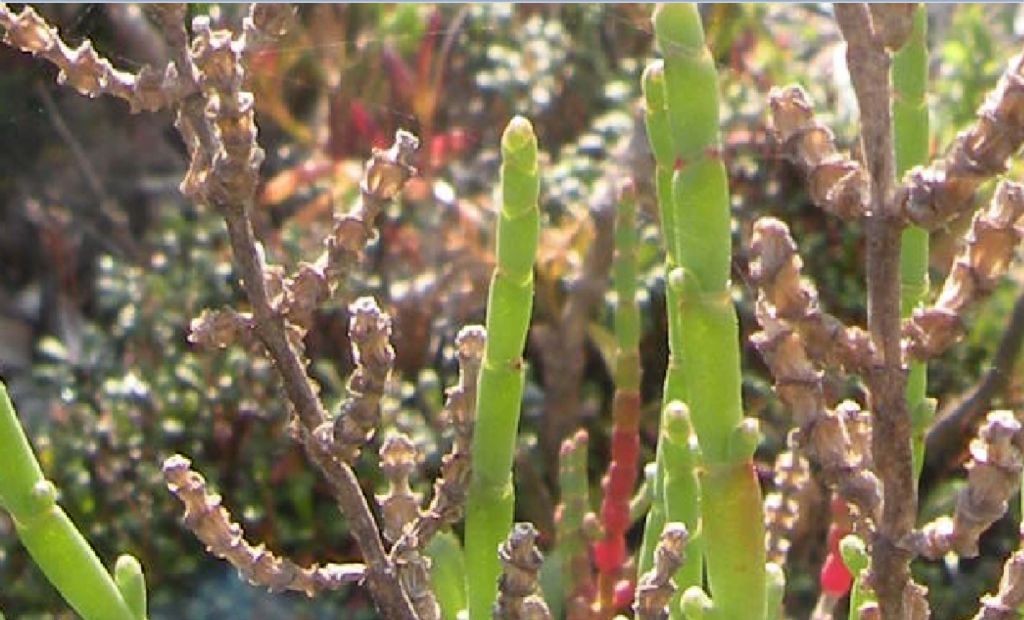 Da Porquerolles: Salicornia (in senso lato)