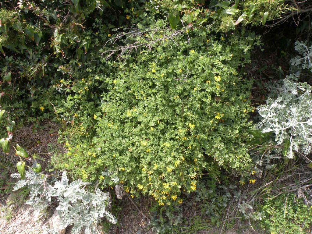 ... forse un Cytisus?   No, Lotus cytisoides  (Fabaceae)