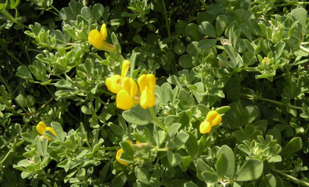 ... forse un Cytisus?   No, Lotus cytisoides  (Fabaceae)