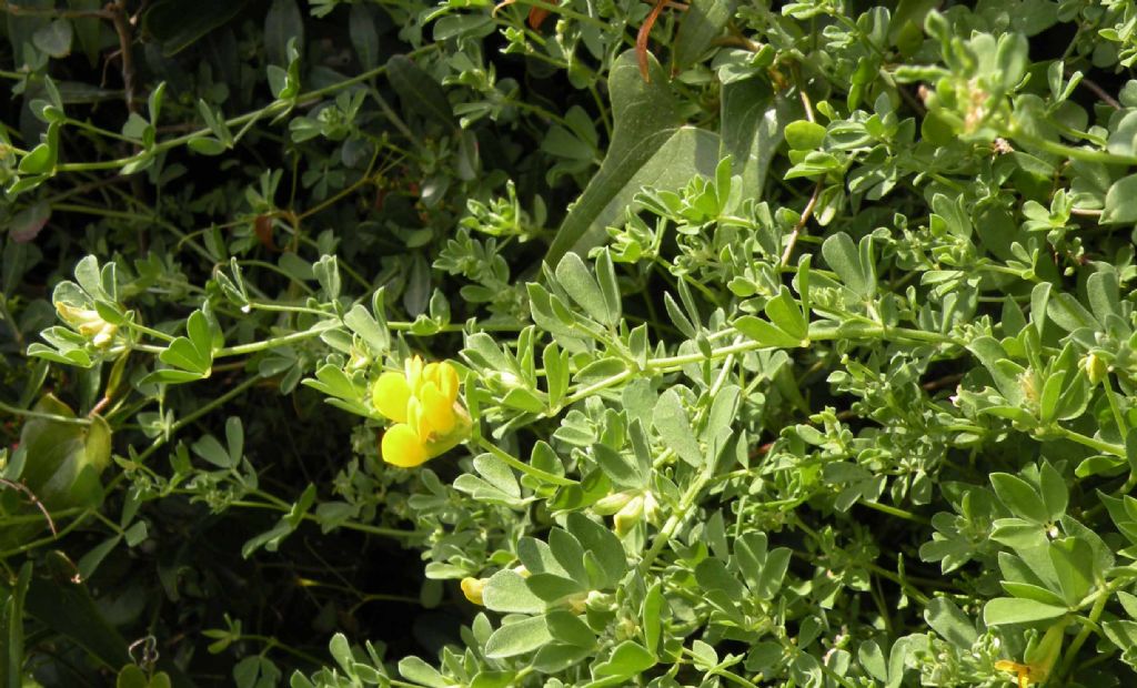 ... forse un Cytisus?   No, Lotus cytisoides  (Fabaceae)