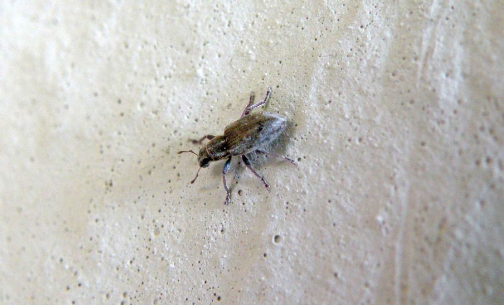 Curculionidae in giardino: Sitona sp. (discoideus o humeralis)