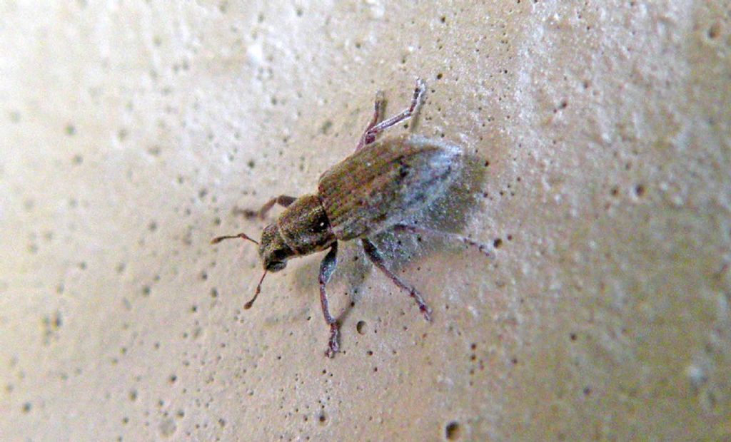 Curculionidae in giardino: Sitona sp. (discoideus o humeralis)