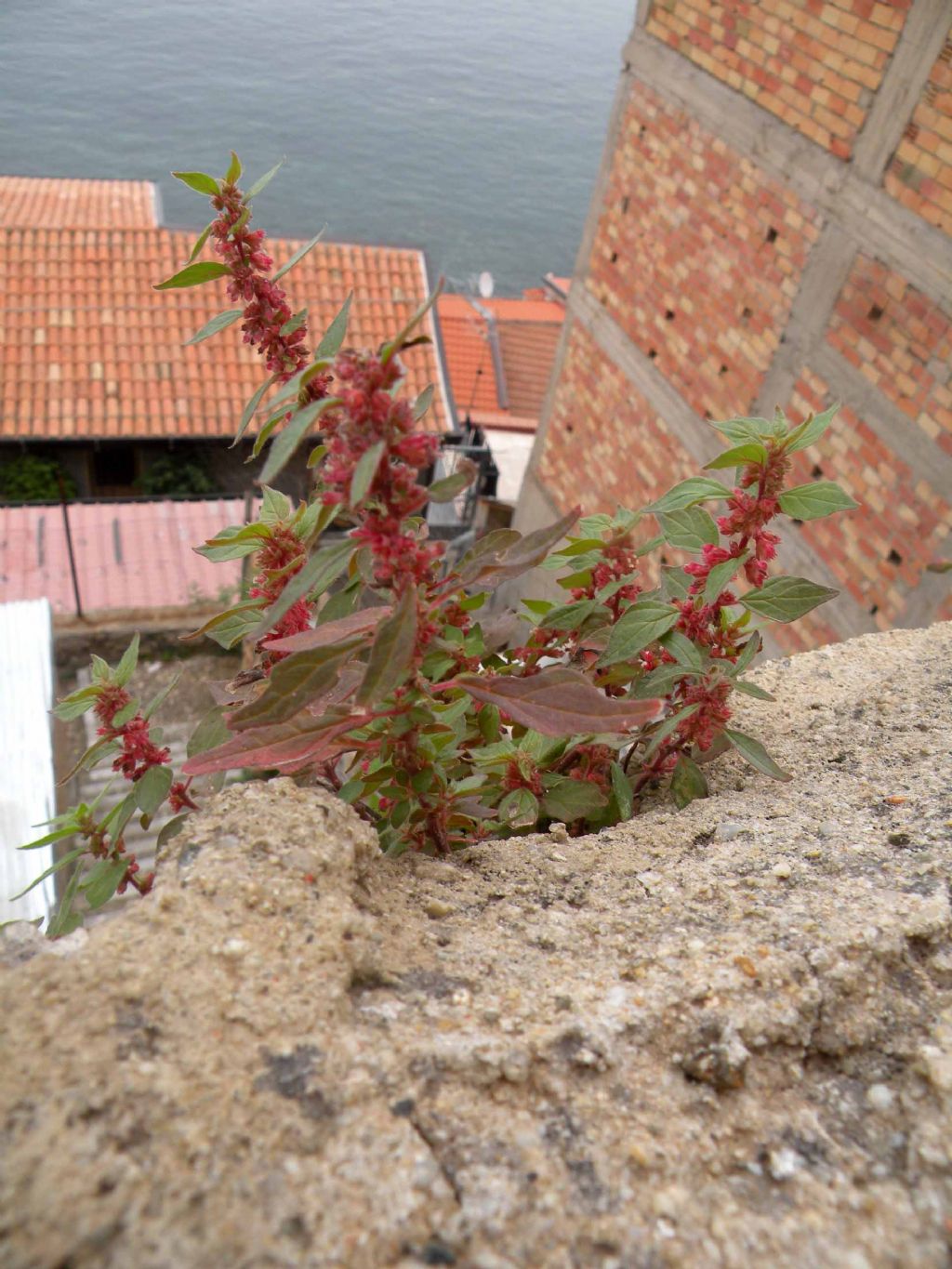 Salendo al castello di Scilla