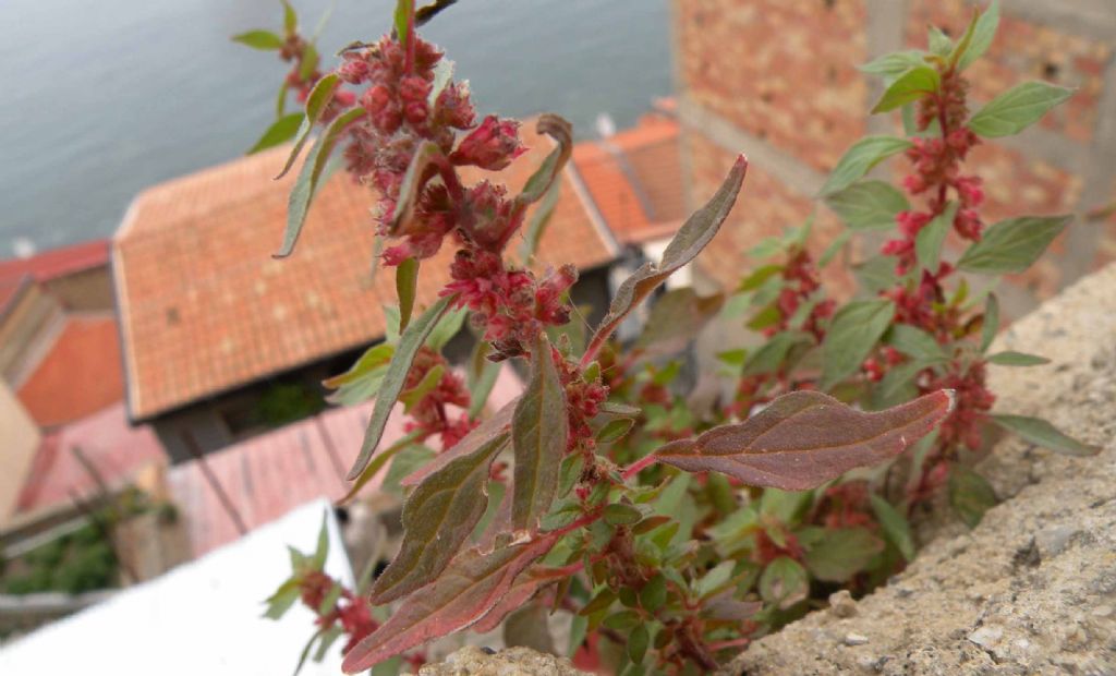 Salendo al castello di Scilla