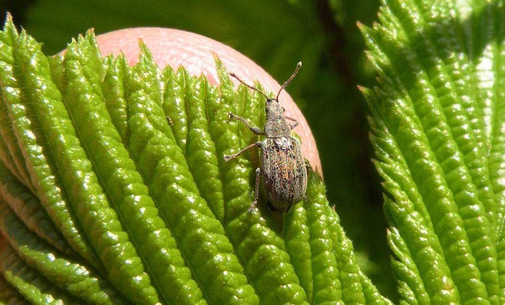 Curculionidae in montagna: Phyllobius pyri e Phyllobius viridicollis