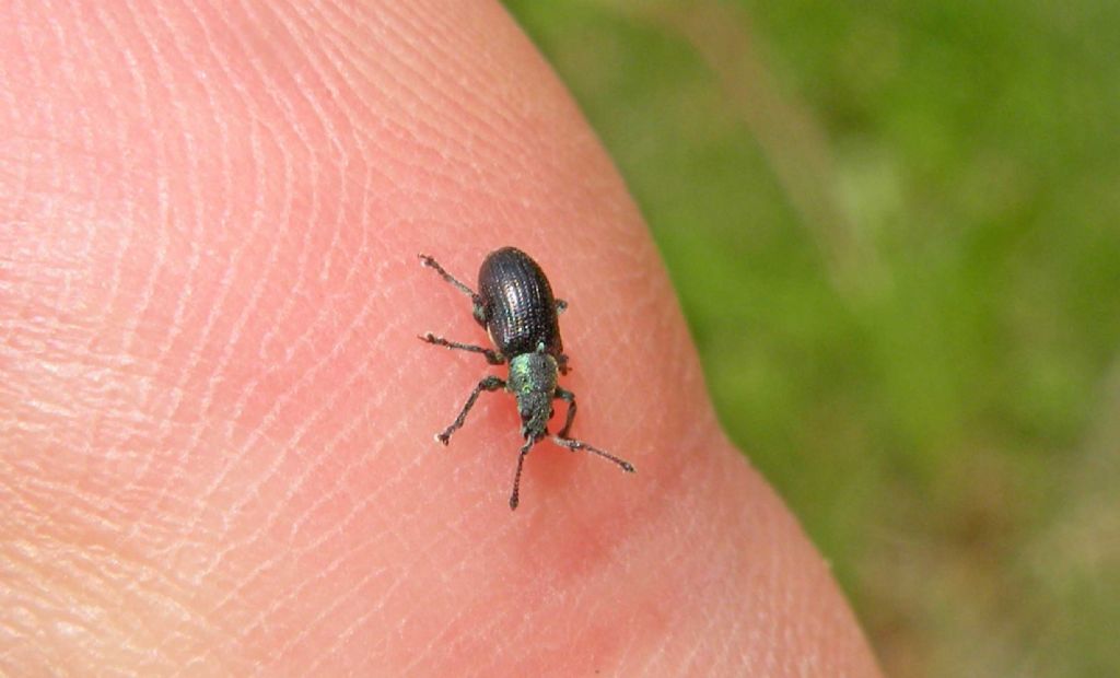 Curculionidae in montagna: Phyllobius pyri e Phyllobius viridicollis