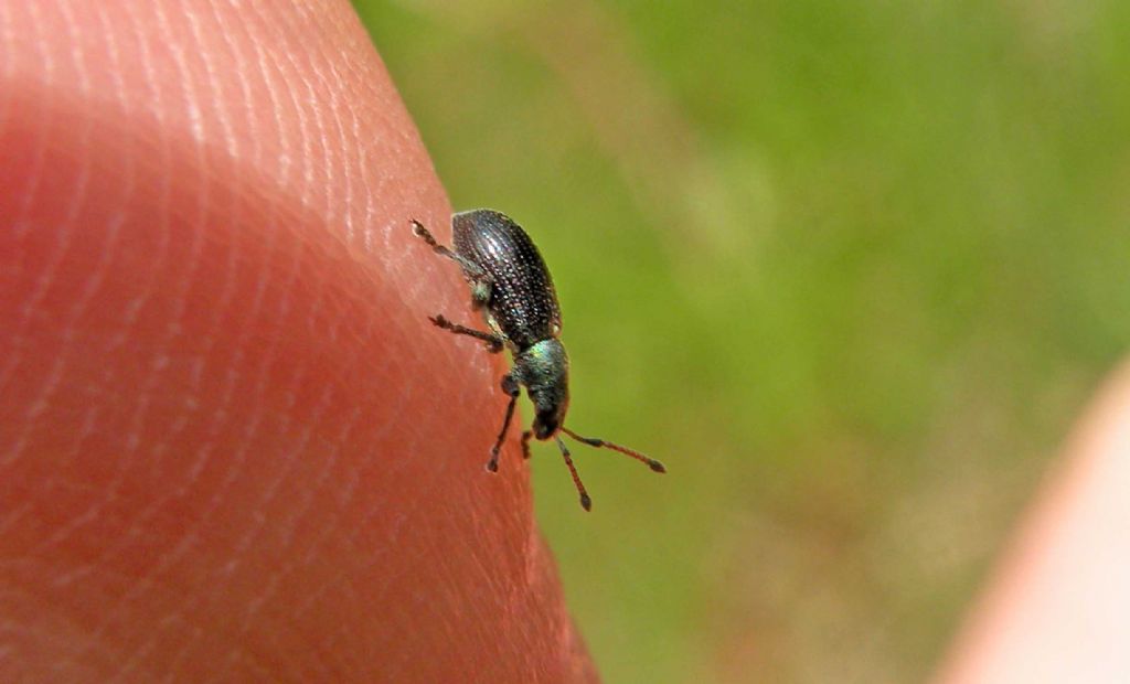 Curculionidae in montagna: Phyllobius pyri e Phyllobius viridicollis