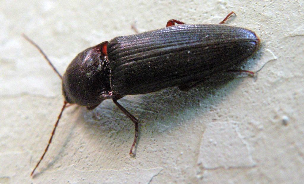 Elateridae in giardino: gi visto? Melanotus sp.