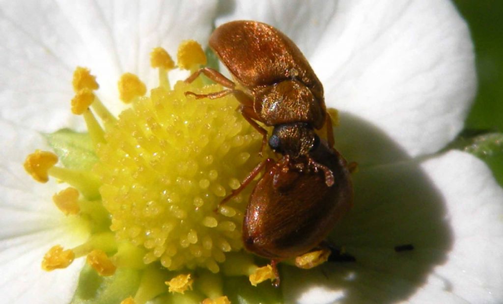 Byturus ochraceus (Byturidae)