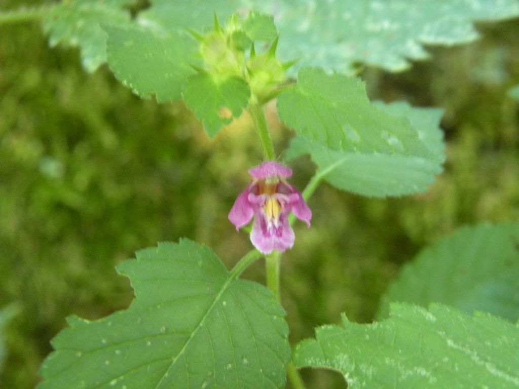 Brutte foto di ... Galeopsis bifida?
