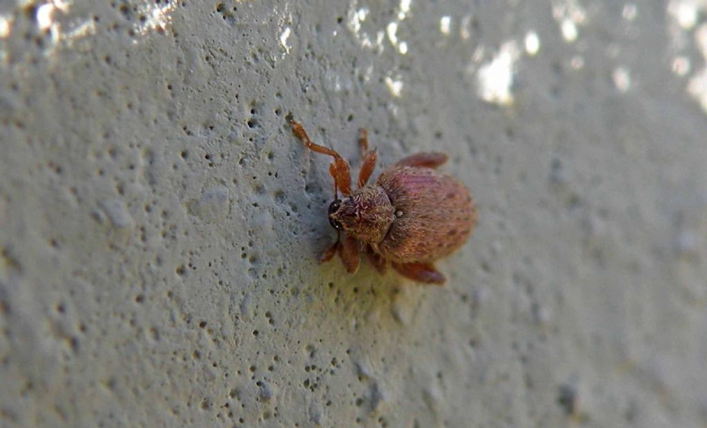 Un Curculionidae mooolto da vicino....: Orchestes quercus