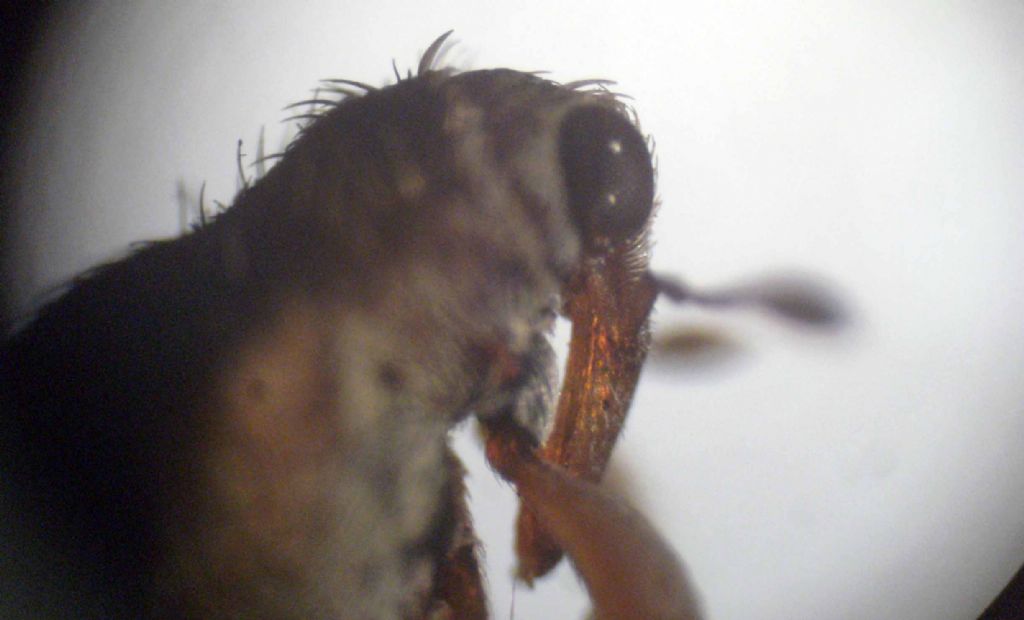 Un Curculionidae mooolto da vicino....: Orchestes quercus
