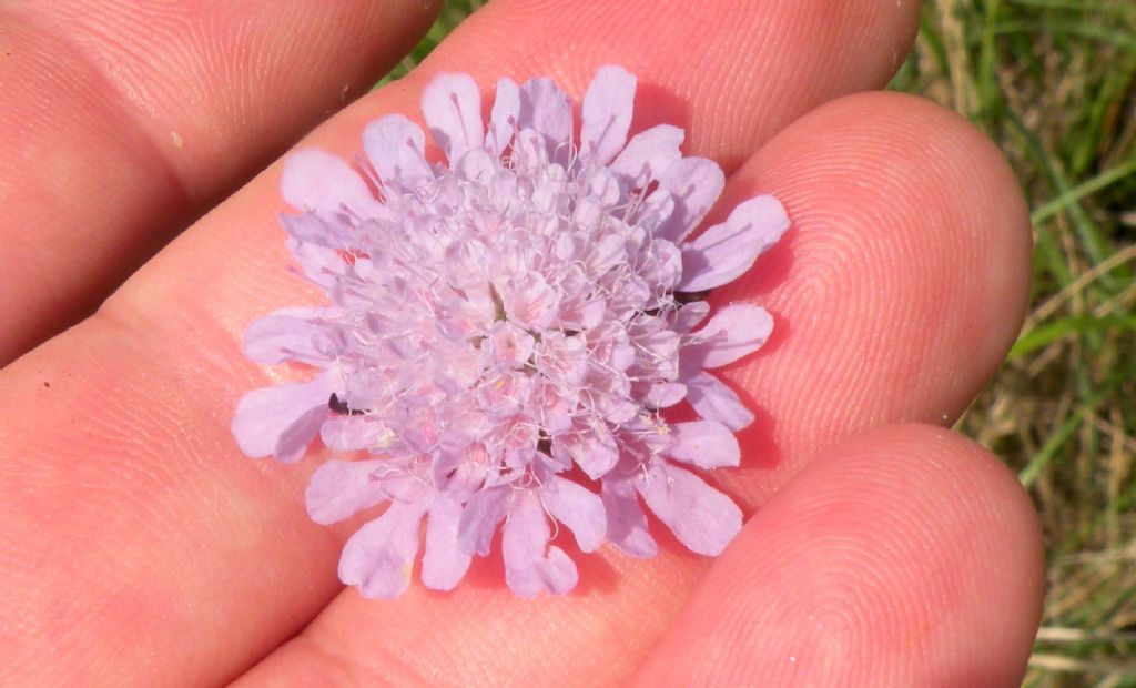 Dall''Istria: Scabiosa triandra?