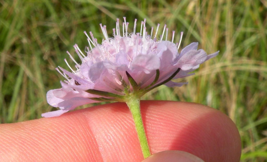 Dall''Istria: Scabiosa triandra?