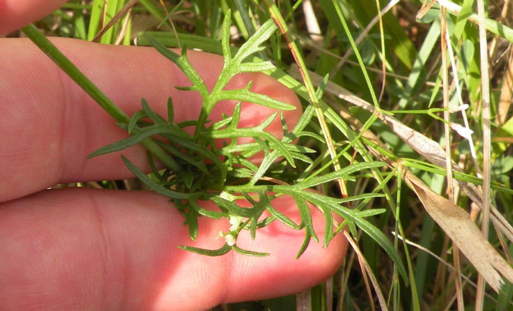 Dall''Istria: Scabiosa triandra?