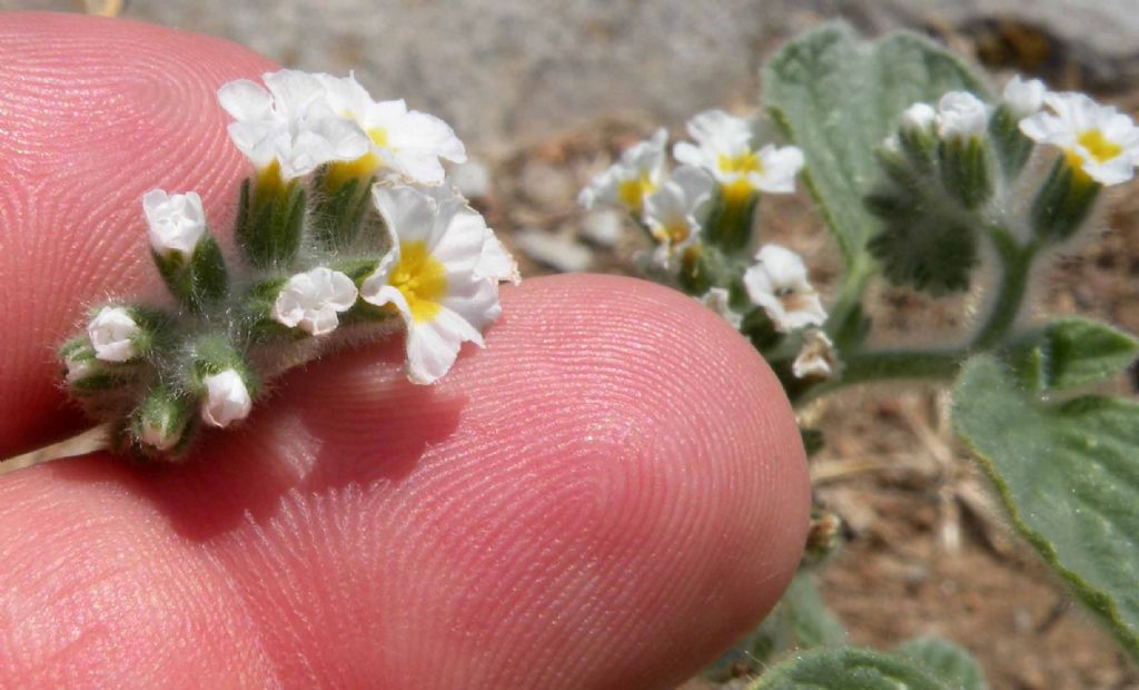 Dubbi sugli Heliotropium greci