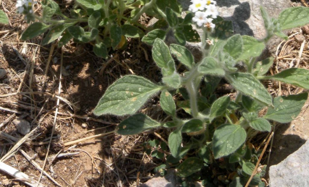 Dubbi sugli Heliotropium greci