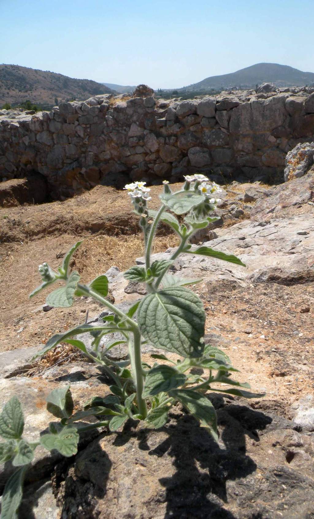 Dubbi sugli Heliotropium greci