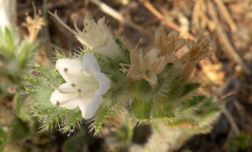 Dubbi sugli Heliotropium greci