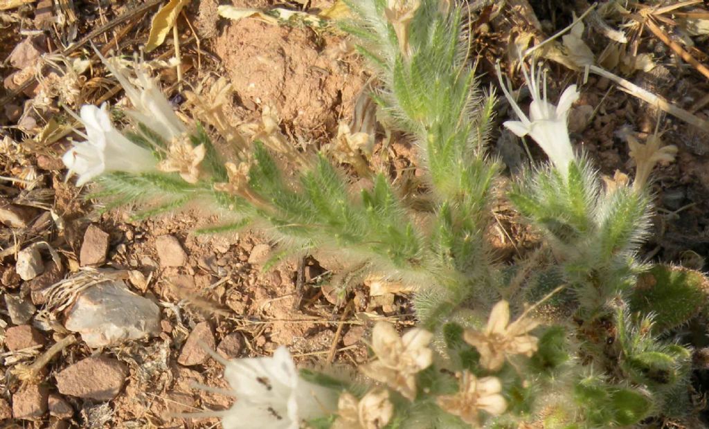 Dubbi sugli Heliotropium greci