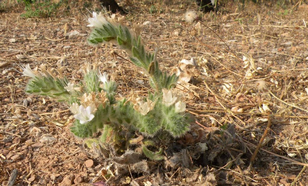 Dubbi sugli Heliotropium greci