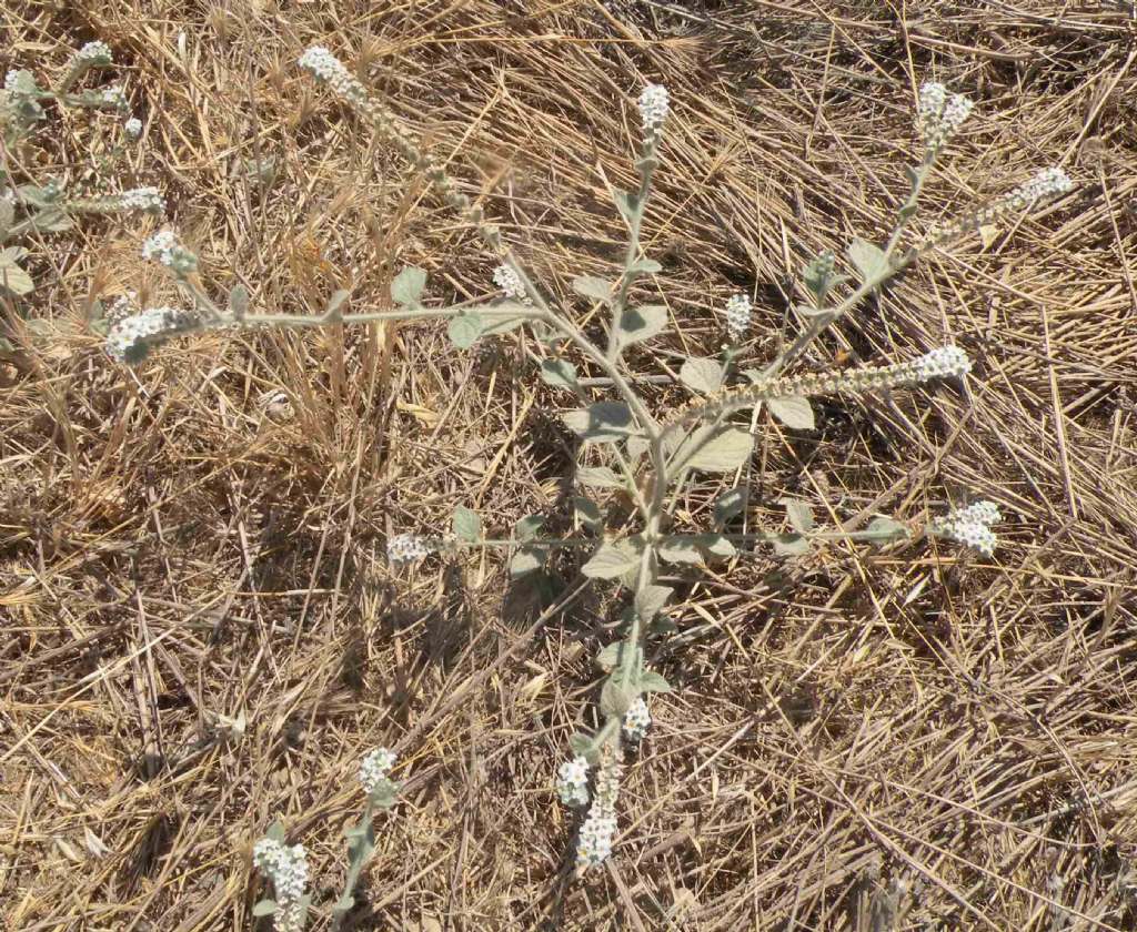 Dubbi sull''Heliotropium turco