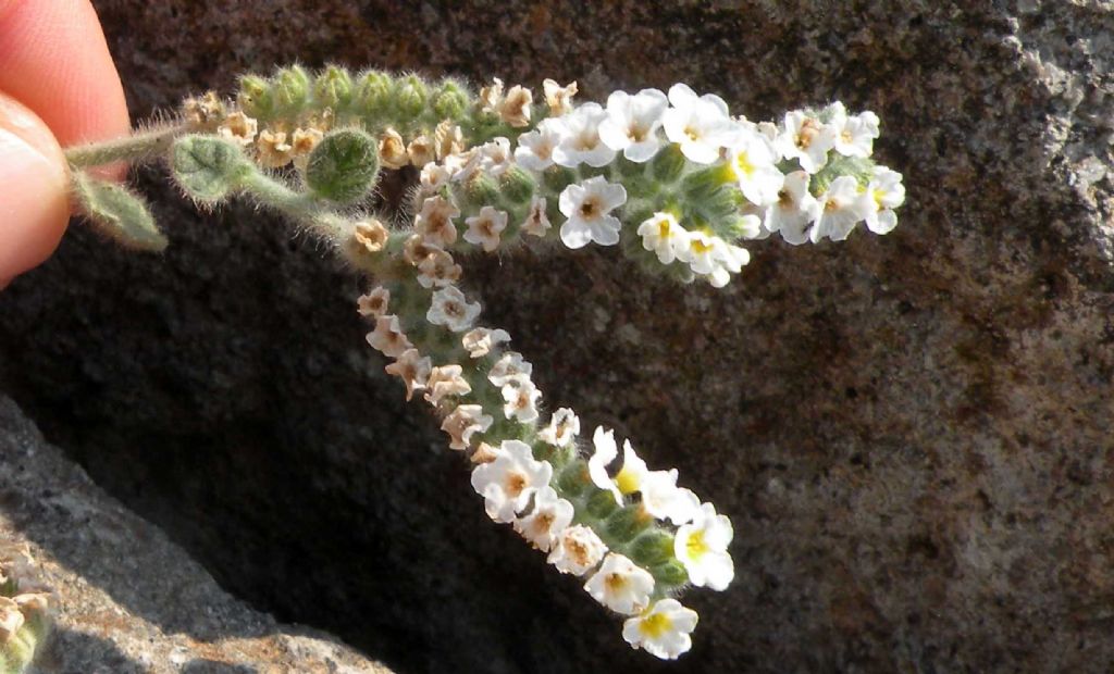 Dubbi sull''Heliotropium turco