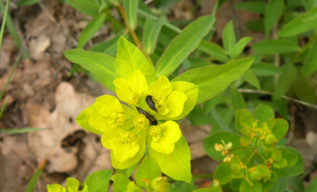 Euphorbia verrucosa (=E. brittingeri )/ Euforbia verrucosa