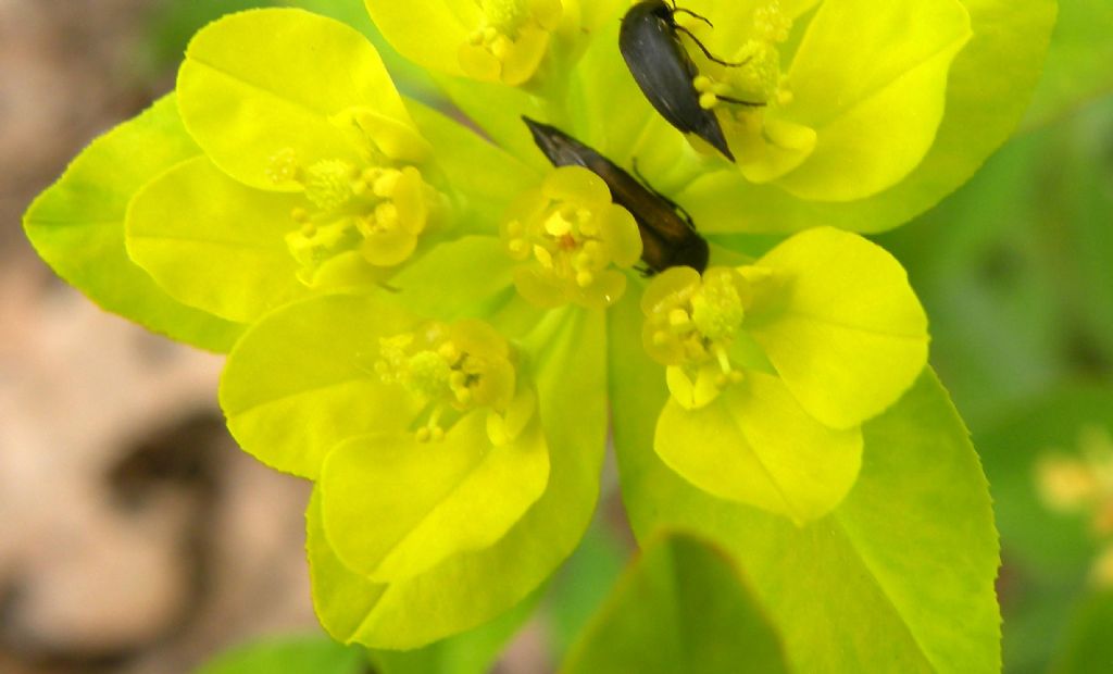 Euphorbia verrucosa (=E. brittingeri )/ Euforbia verrucosa