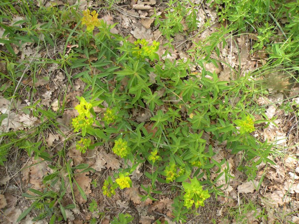 Euphorbia verrucosa (=E. brittingeri )/ Euforbia verrucosa