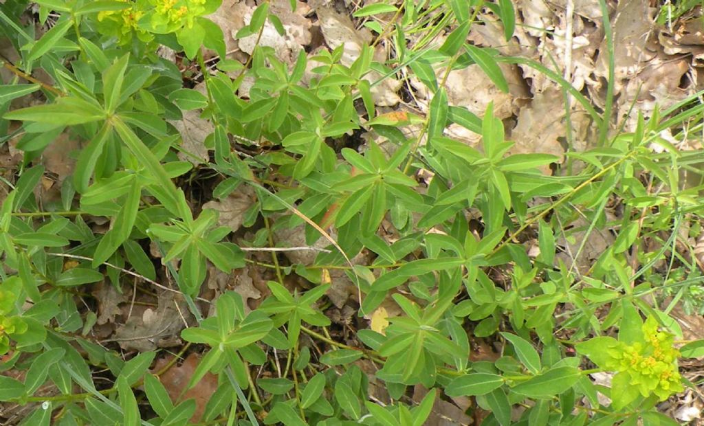 Euphorbia verrucosa (=E. brittingeri )/ Euforbia verrucosa