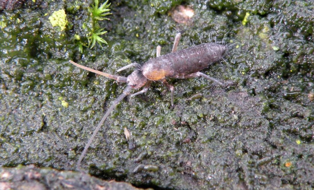 E'' il momento dei collemboli....: Pogonognathellus sp.