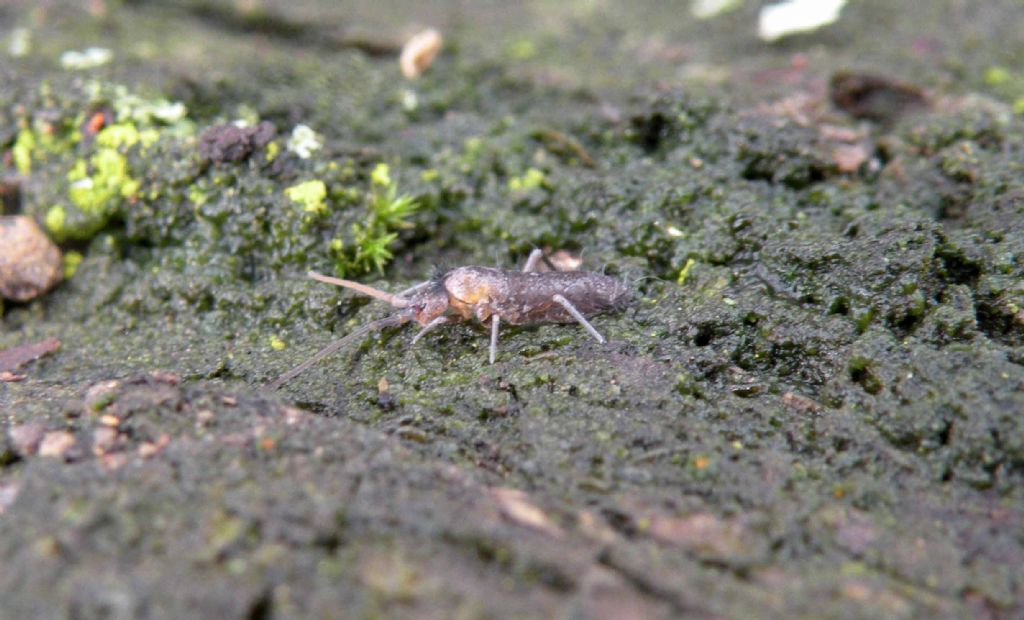 E'' il momento dei collemboli....: Pogonognathellus sp.