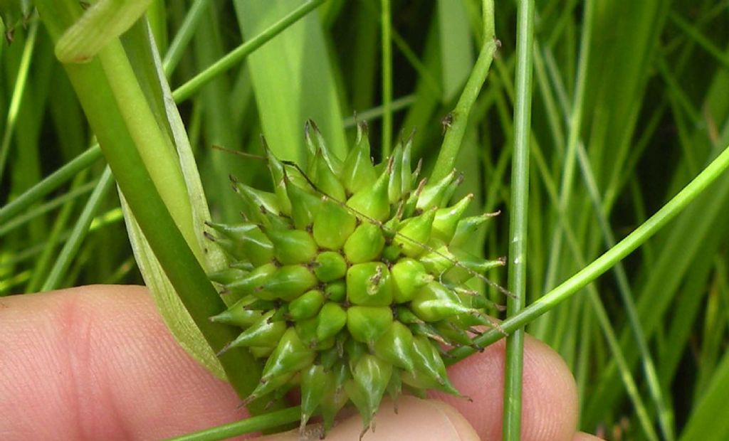 Sparganium di montagna