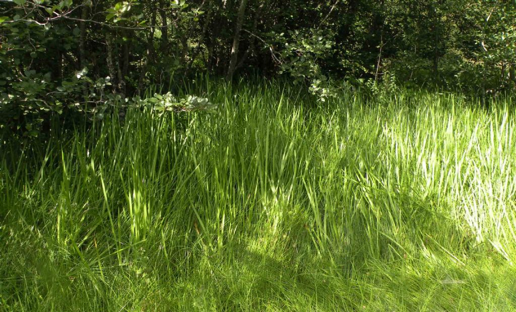 Sparganium di montagna