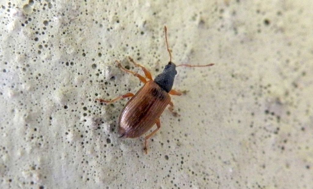 Curculionidae di Pasqua:  Phyllobius oblongus