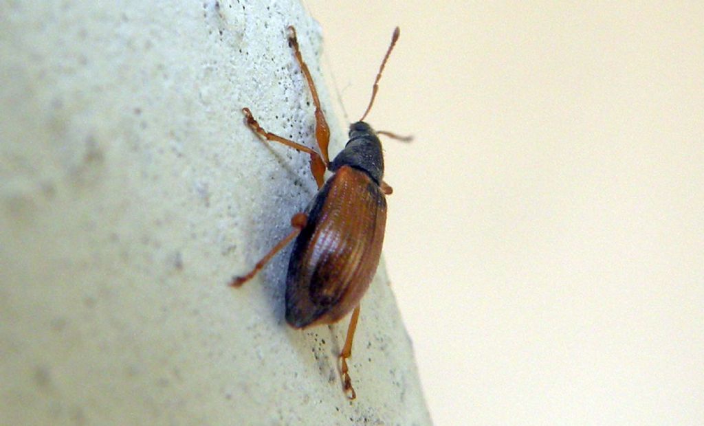 Curculionidae di Pasqua:  Phyllobius oblongus