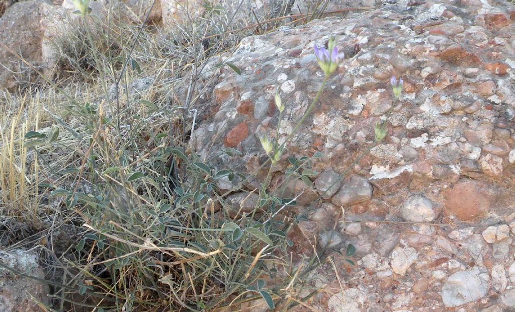 Dalla Grecia:  un trifoglio? - Bituminaria bituminosa